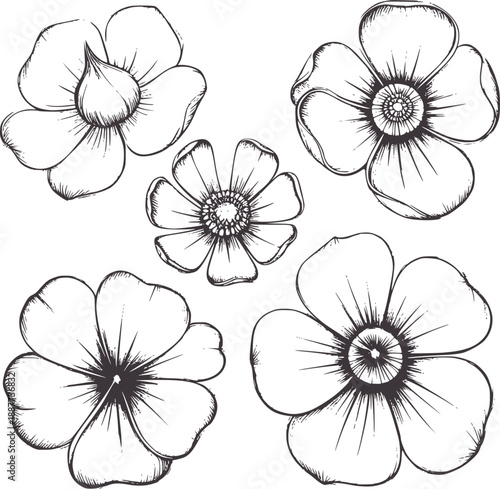 Pencil of five delicate open faced flowers botanical floral outline