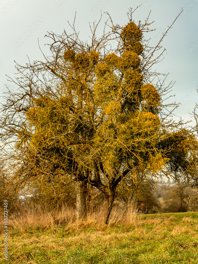 Fototapeta premium Alter Baum mit vielen Misteln