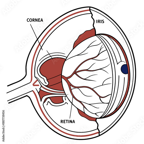 Diagram of the human eye
