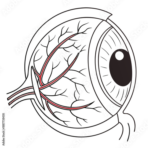 Detailed anatomy of an eye
