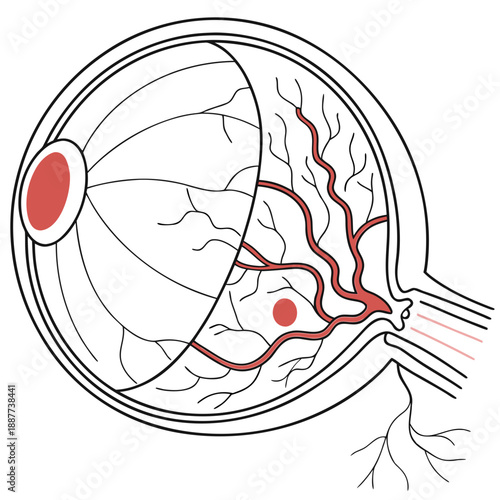 Diagram of the human eye