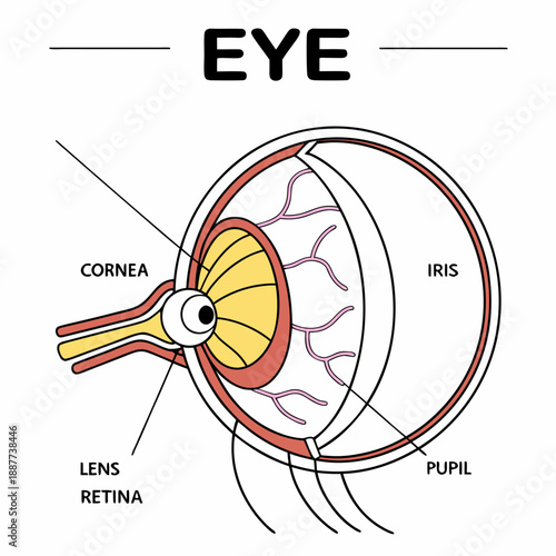 Eye anatomy diagram