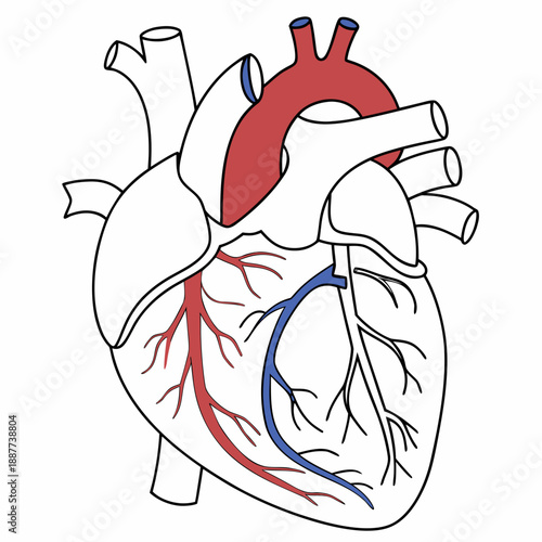 Human heart anatomy illustration