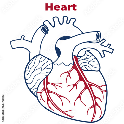 Illustration of a human heart