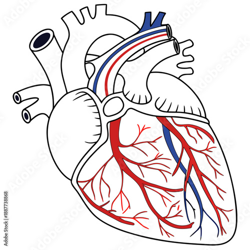 Illustration of the human heart