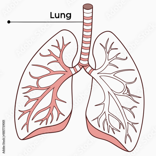 Human lung anatomy diagram