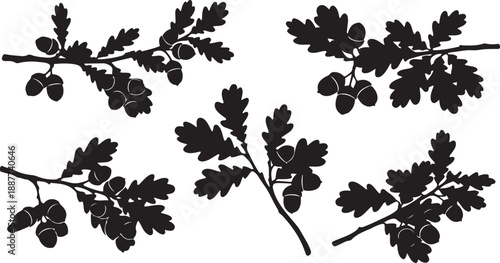 Oak Branches with Acorns Silhouette Vector Collection Keywords: oak, acorn, acorns, branch