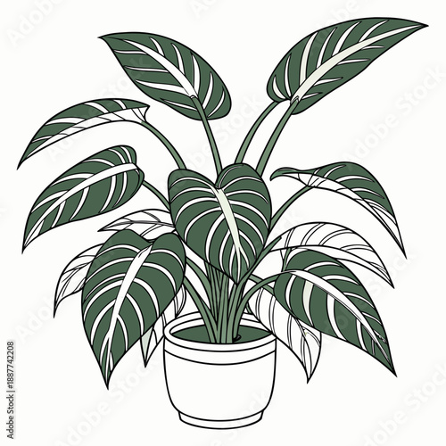 Potted houseplant with large leaves