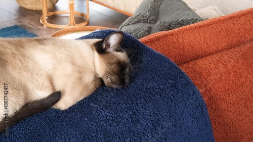 siamese or thai cat sleeping peacefully and cozy on sofa indoors on winter day, warm and comfortable domestic life with pets