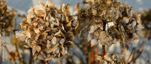 Détail de fleurs d'hortensia fanées dans un jardin en hiver, format bannière