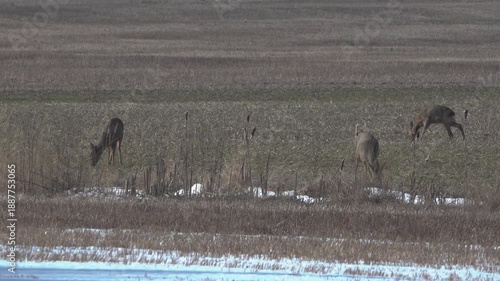 A handicap deer, Finland (vammainen peura)
