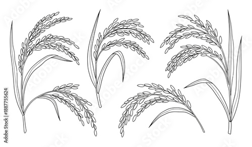 Hand drawn rice ears doodle cereal vector sketch set isolated on white