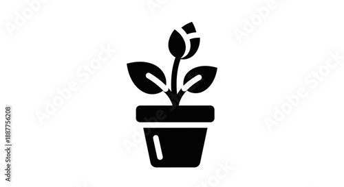 green plant in a pot