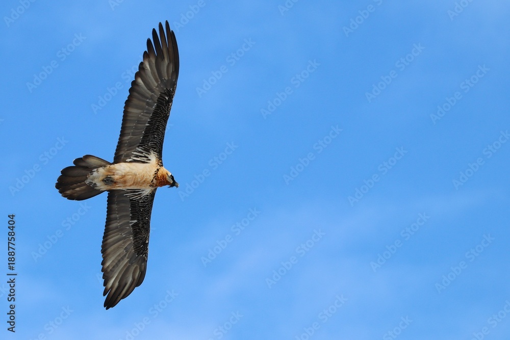 Obraz premium Gipeto