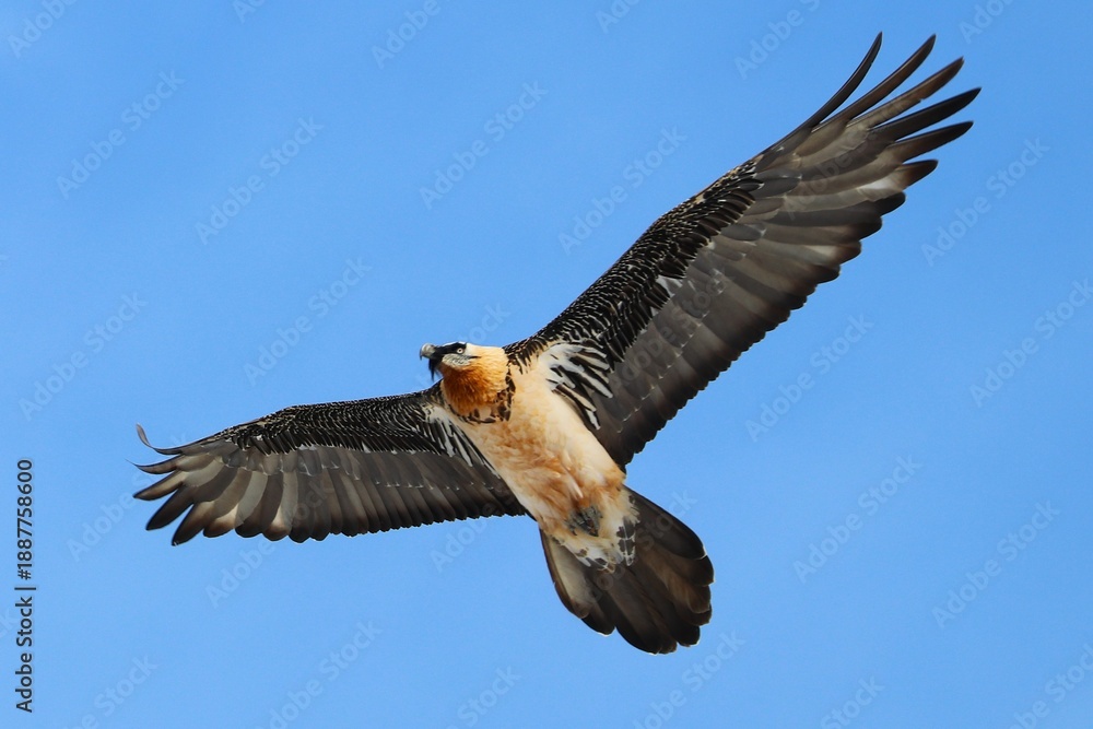 Obraz premium Gipeto