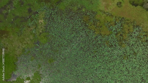 Wallpaper Mural Sri Lanka overhead drone view of dense lotus plants covering wetland water creating abstract green texture background. Torontodigital.ca