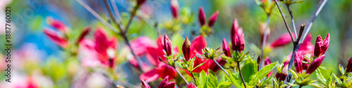 Azalea flowers in the garden in sunny day, natural spring floral background