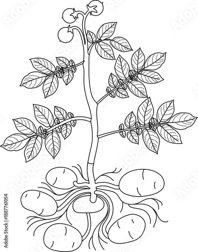 Coloring page with potato plant with tubers and foliage isolated on white background