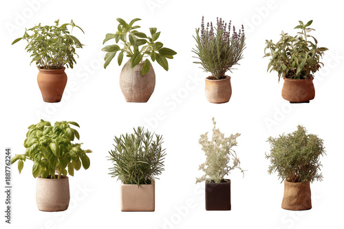 A row of potted plants with different types of herbs