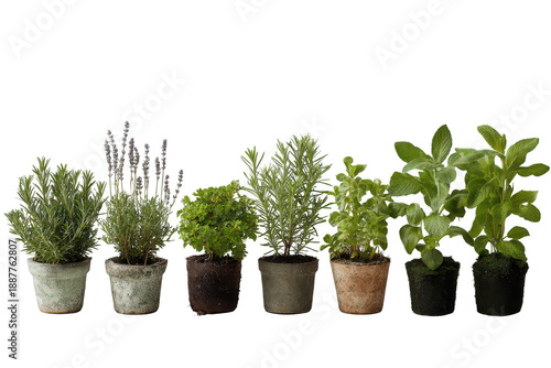 Εκτύπωση καμβά A row of potted plants with different types of herbs