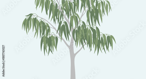 Illustration of a healthy eucalyptus tree with green leaves and light gray bark against a white background