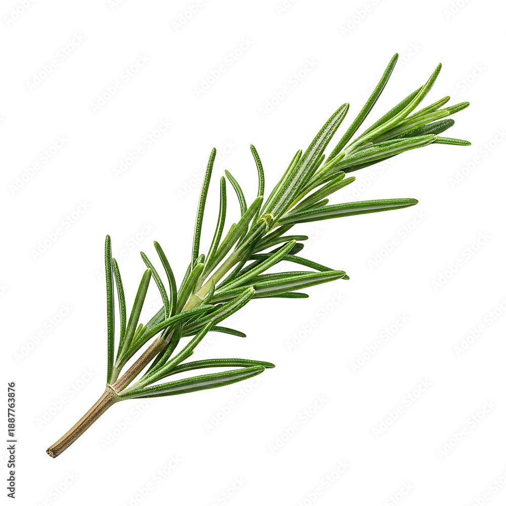Fototapeta premium Fresh green rosemary herb sprig isolated on white background.