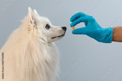 A veterinarian gives a pill to a dog. Pet health concept