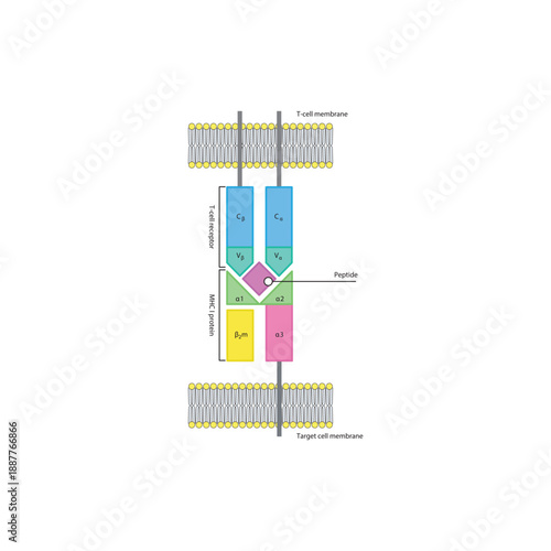 T cell receptor binding to MHC–peptide complex diagram showing antigen presentation and immune recognition at the cell surface simple diagram