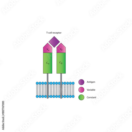T cell receptor (TCR) structure in cell membrane diagram showing antigen binding site with variable and constant regions diagram