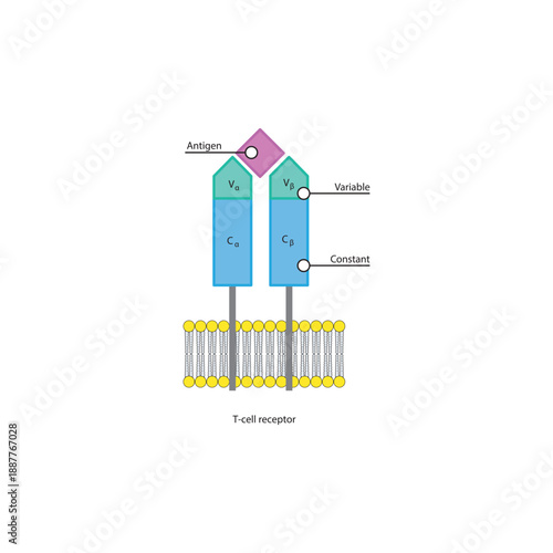 T cell receptor (TCR) structure in cell membrane diagram showing antigen binding site with variable and constant regions diagram