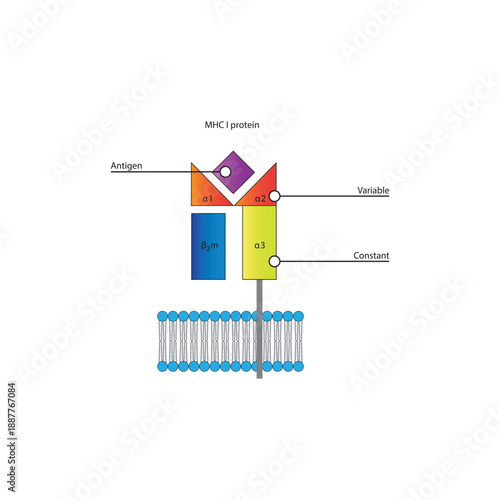 MHC class I protein structure in cell membrane diagram showing antigen presentation and variable and constant regions diagram