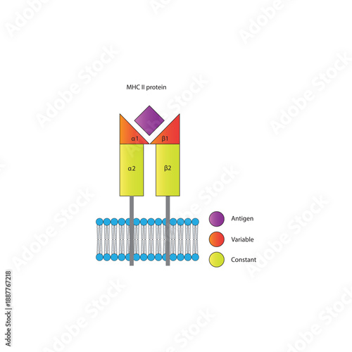 MHC class II protein structure in cell membrane diagram showing antigen presentation with variable and constant regions diagram