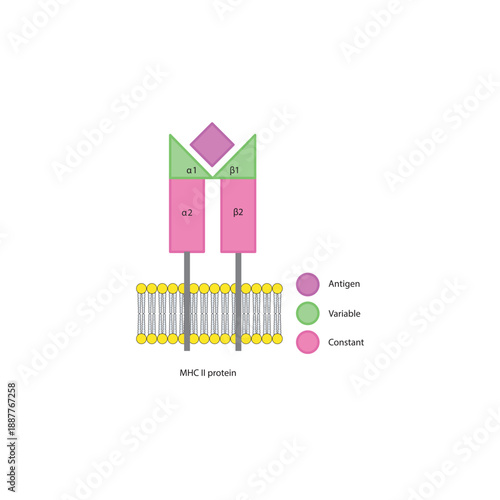 MHC class II protein structure in cell membrane diagram showing antigen presentation with variable and constant regions diagram