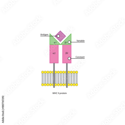 MHC class II protein structure in cell membrane diagram showing antigen presentation with variable and constant regions diagram
