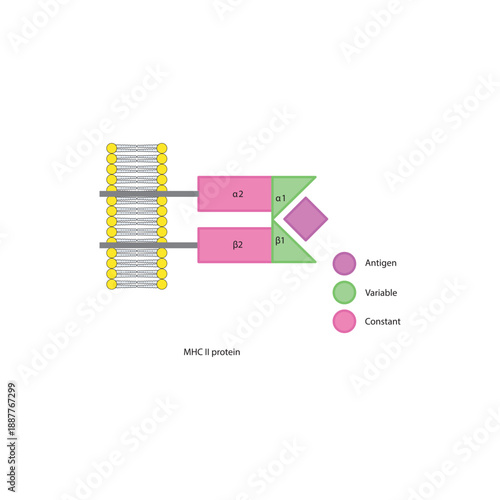 MHC class II protein structure in cell membrane diagram showing antigen presentation with variable and constant regions diagram