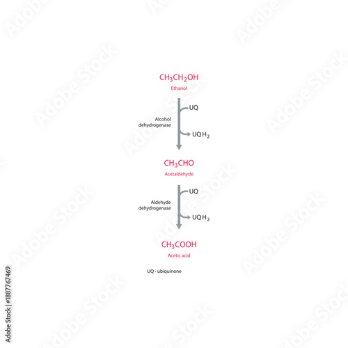 Ethanol metabolism pathway diagram showing alcohol dehydrogenase and aldehyde dehydrogenase converting ethanol to acetaldehyde and acetic acid via ubiquinone