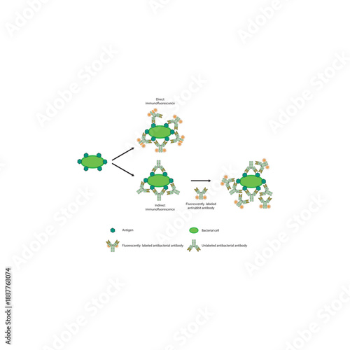 Direct and indirect immunofluorescence assay diagram showing fluorescent antibody labeling for detection of pathogen surface antigens