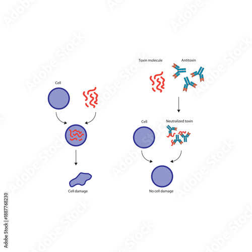 Neutralization of exotoxin by antitoxin antibodies diagram showing toxin binding, antibody inhibition, and prevention of cell damage. Simple diagram