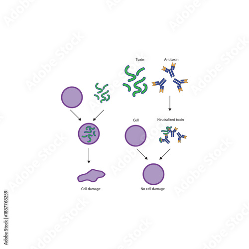 Neutralization of exotoxin by antitoxin antibodies diagram showing toxin binding, antibody inhibition, and prevention of cell damage. Simple diagram