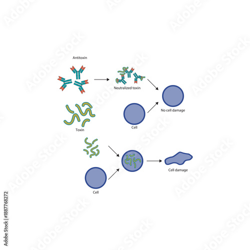 Neutralization of exotoxin by antitoxin antibodies diagram showing toxin binding, antibody inhibition, and prevention of cell damage. Simple diagram