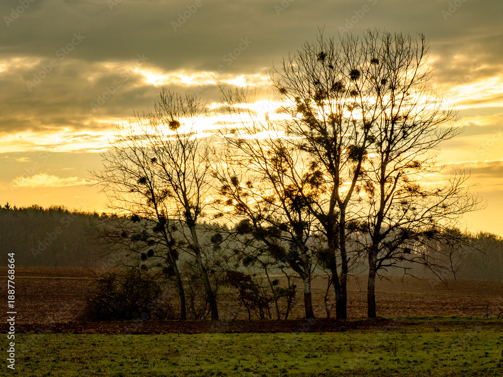 Fototapeta premium Baum mit Vielen Misteln am Abend