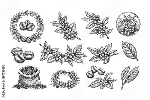 Collection of coffee plant botanical illustrations featuring coffee beans branches and leaves in a rustic hand drawn engraving style vector set.