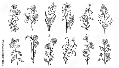 Wildflower herb doodle flowers set. Hand drawn clover, lily and poppy, bellflower and forget me not, coneflower and freesia, chamomile and pansy, cosmos, and daisy. Vector isolated sketch set
