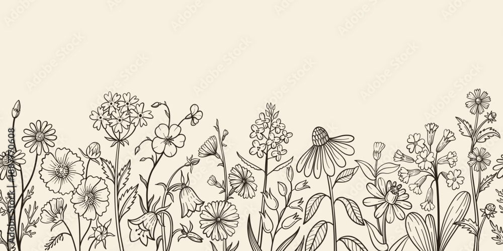 Naklejka premium Wildflower seamless border with hand drawn meadow blooms, daisy and bellflower for vintage poster, rustic invitation botanical template. Isolated vector sketch banner