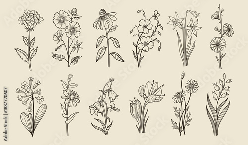 Flower line art. Wildflower botanical doodle phlox, poppy and coneflower and flax, daffodil and cosmos, primrose and daisy, bellflower and chamomile, tulip hand drawn vintage herbarium. Sketch vector