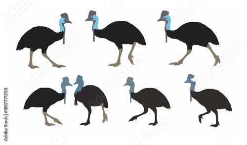 Cassowary bird collection flat vector illustration wildlife isolated on white
