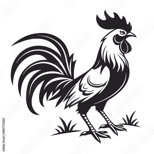 Rooster standing in grass vector illustration for traditional farm branding and poultry logo design, detailed black and white cockerel silhouette for organic food labels and country signage.