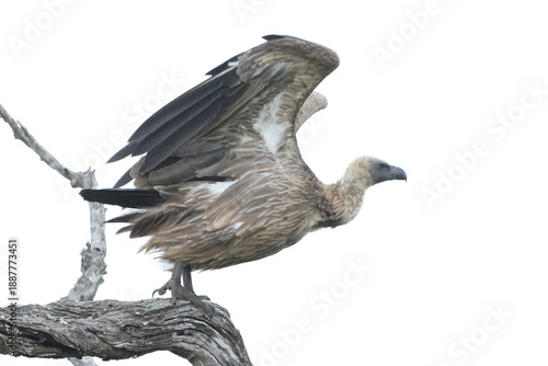 Schilderij op canvas The white-backed vulture (Gyps africanus) is an Old World vulture in the family Accipitridae