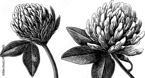 Vintage botanical engraving of red clover wild flowers from 19th century for retro design