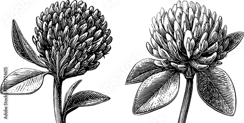 Red clover wild flower botanical etching 19th century design for cards and posters
